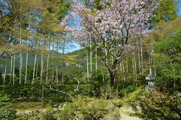 Fototapeta premium 宝泉院 庭園「盤桓園」 京都市左京区大原
