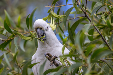 Corella cockatoos eating leaves near Brisbane, Queensland, Australia