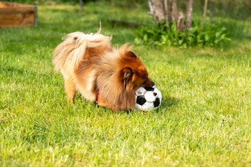 A red Spitz dog plays on the grass with a ball. A dog playing with a ball.