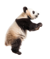 Panda cub standing tall on white background