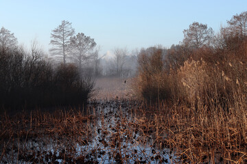 Etang avec brume matinale