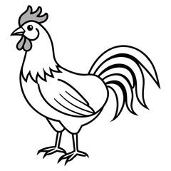 rooster isolated on white background