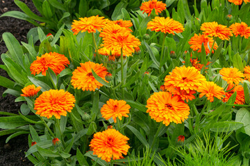 A flowerbed of double orange calendula flowers.