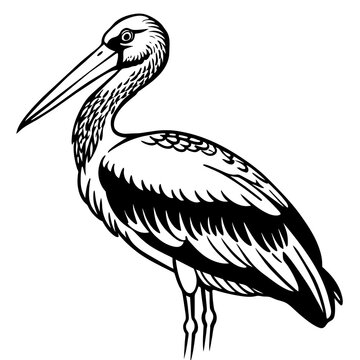 recommend clip art: pelican silhouette isolated on white