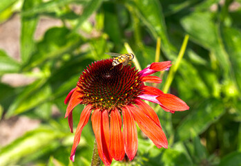 Echinacea flower with a bee sitting on it.