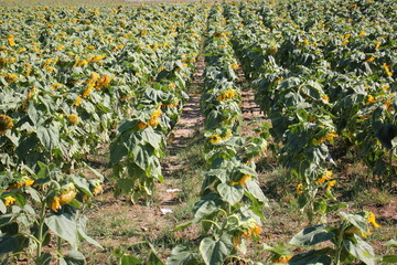 Sunflowers grow on a collective farm field in northern Israel.