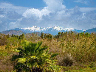 Exuberant subtropical nature contrasting with the snow-capped mountains of the Sierra Nevada, Motril, Andalusia, Spain