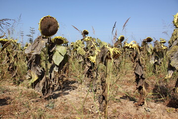 Sunflowers grow on a collective farm field in northern Israel.