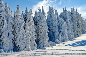 A pristine white landscape, where snow blankets the earth, shimmering under the gentle touch of...