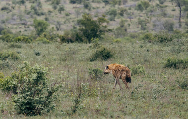 Wild spotted hyena walk in African savanna. Travel in Kruger National Park, South Africa, wild...