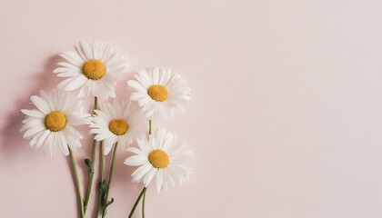 daisies in a vase