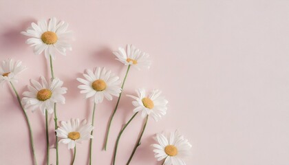 Fototapeta premium daisies in a vase