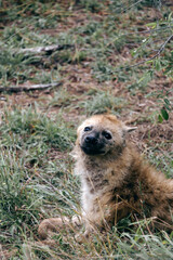 Small spotted hyena pressed its ears to head, lies in green grass. Keeping wild animals in a rehabilitation zoo. Animal looks at camera. 