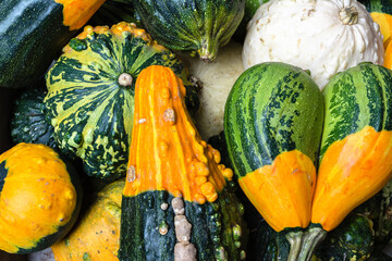 Colorful pumpkins background. Gourds an squashes. Decorative vegetables harvest. Autumn Thanksgiving decorations. - 783079826