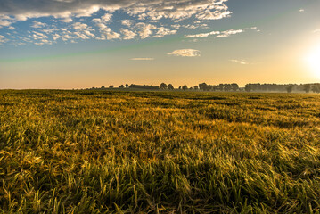 Countryside landscape at sunset. Farm field of wheat. Agricultural background, panoramic view.