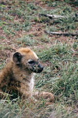 Kruger National Park safari, Close up portrait cute spotted hyena, animal in natural habitat,...
