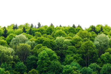 A forest of trees with varying shades of green, creating a sense of depth and dimension.