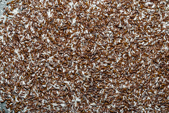 Food background. Fiber of seeds of Psyllium plantain and plantago ovata.