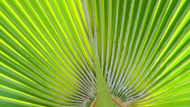 tropical leaf African Sabal fan palm gracefully sways in wind close-up, natural beauty tropics, background for tropical atmosphere in advertising travel agencies, hotels, airlines, food and beverages