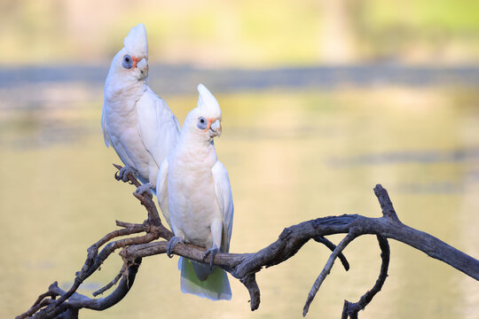 Two western corellas (white and yellow cockatoo or parrot), dry branch in lake, golden hour, sunset - both birds looking right