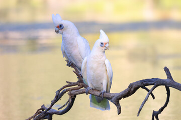 Two western corellas (white and yellow cockatoo or parrot), dry branch in lake, golden hour, sunset...
