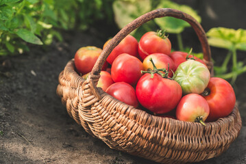Fresh tomatoes in the basket. Homegrown bio tomato harvest in organic garden. - 783082821