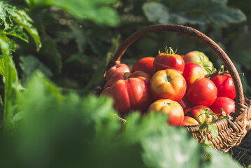Farmer garden with freshly harvested tomatoes picked into wicker basket. Homegrown vegetables in sunny day. Fresh organic tomato harvest. - 783082852