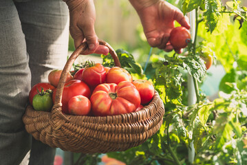 Farmer's hands picking tomatoes into basket. Fresh tomato harvesting from the bush. Work in bio...