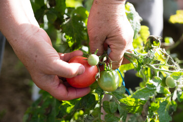 Farmer's hands picking tomatoes from the bush in greenhouse. Fresh tomato harvest. Work in bio organic garden. - 783083080