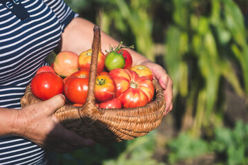 Farmer with freshly harvested tomatoes, holding basket with organic vegetables harvested in sunny day. Homegrown tomato harvest in organic garden. Vegetable growing concept. - 783083205