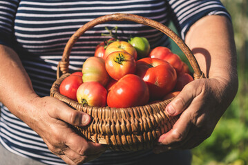 Woman holding fresh tomatoes in the basket. Homegrown tomato harvest in organic garden. Bio vegetables farming concept. - 783083240