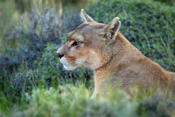 Close-up of puma sitting among thick bushes
