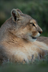 Close-up of puma lying with open mouth