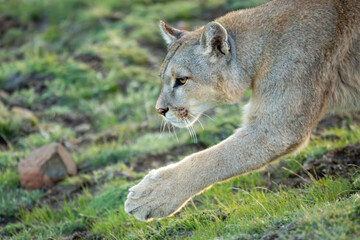 Close-up of puma walking with paw extended