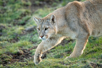 Close-up of puma walking with lifted paw