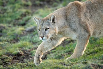 Foto auf Acrylglas Close-up of puma walking with lifted paw © Nick Dale