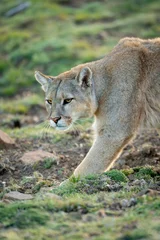 Poster Close-up of puma walking down grassy slope © Nick Dale