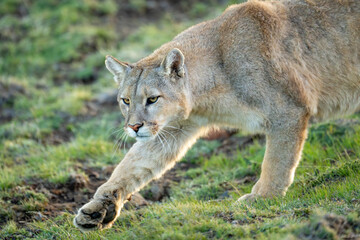 Close-up of puma walking with lifted foot