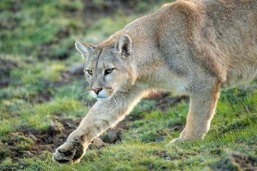 Raamstickers Close-up of puma walking with lifted foot © Nick Dale