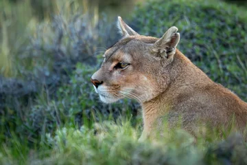  Close-up of puma sitting with bright catchlight © Nick Dale