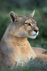 Close-up of puma lying with mouth closed