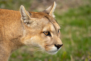 Close-up of puma standing staring on scrubland