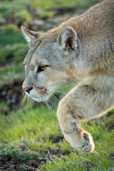  Close-up of puma walking with paw raised © Nick Dale