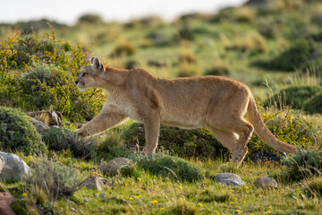 Female puma walking past bushes on scrubland