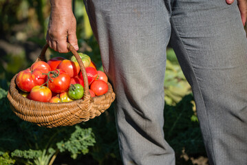 Woman holding fresh tomatoes in the basket. Homegrown tomato harvest in organic garden. Bio vegetables farming concept. - 783083479