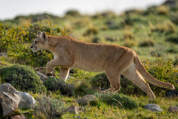 Female puma walking past bushes lifting paw