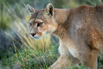 Close-up of puma with catchlights traversing scrubland