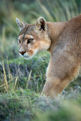 Close-up of puma with catchlights crossing scrubland