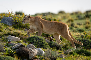 Female puma climbs hill on rocky scrubland