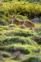 Female puma lies in bushes in sun